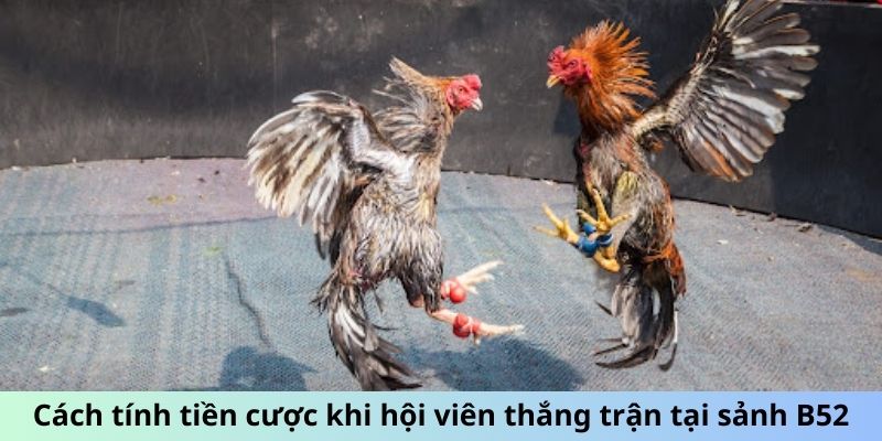 Cách tính tiền cược khi hội viên thắng trận tại sảnh B52