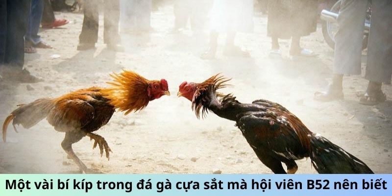 Một vài bí kíp trong đá gà cựa sắt mà hội viên B52 nên biết